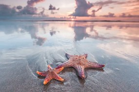 Fotografie Starfish on beach, IvanMikhaylov