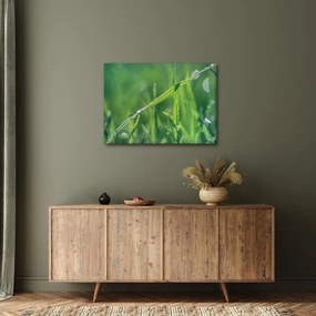 Tablou cu picături de rouă (70x50 cm)