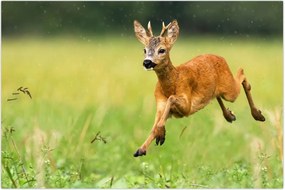 Tablou - Haită (90x60 cm)