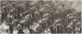 Tablou - Turmă de antilope sălbatice (120x50 cm)