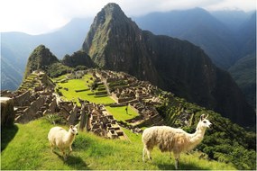 Tablou - Lame in Machu Picchu (90x60 cm)