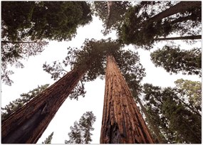 Tablou - Privire prin vârfurile copacilor (70x50 cm)