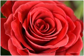 Tablou - Flori de trandafir (90x60 cm)