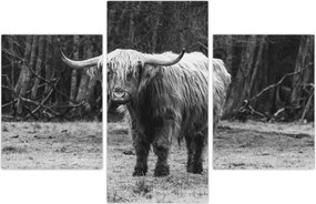 Tablou - Vacă scoțiană 3,alb-negru (90x60 cm)