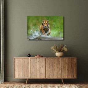 Tablou - Tigru care aleargă (90x60 cm)