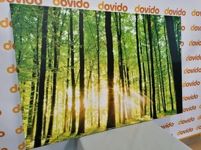 Tablou pădure verde rumedă