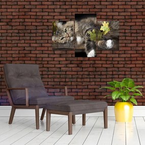 Tablou - Pisica mincinoasă (90x60 cm)