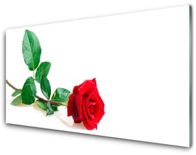 Tablouri acrilice Rose Floral Red