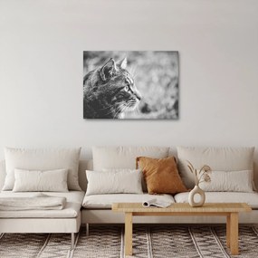 Tablou - Pisica (70x50 cm)