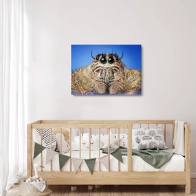 Tablou pe sticlă cu detalii a unui pâianjen (70x50 cm)