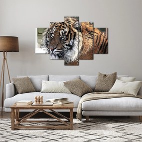 Tablou cu tigrul (150x105 cm)