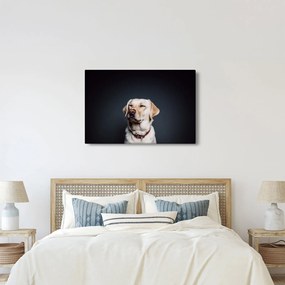 Tablou cu labrador (90x60 cm)