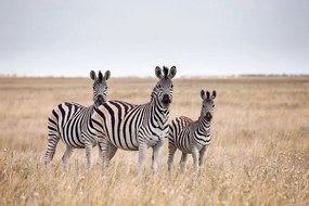 Fototapet trei zebre în savană