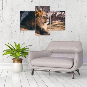 Tablou cu leul dormind (90x60 cm)
