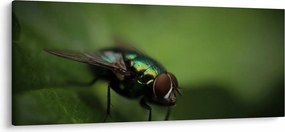 Tablou - Musca (120x50 cm)