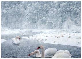 Tablou pe sticlă cu lebăde (70x50 cm)