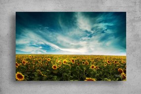 Tablouri Canvas Flori - Campul de floarea soarelui