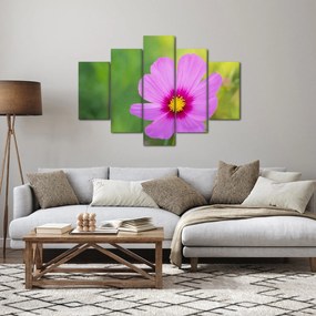 Tablou - floare de câmp (150x105 cm)