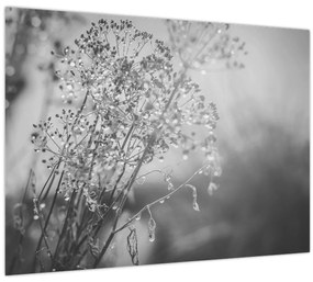 Tablou pe sticlă - Pajiște după ploaie (70x50 cm)