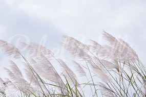 Fototapet, Windy Reed, Rebel Walls