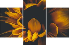 Tablou - Floarea-soarelui în fundal negru (90x60 cm)