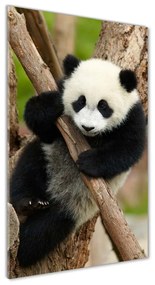 Tablou Printat Pe Sticlă Panda într-un copac