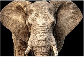 Tablou - Elefant african (90x60 cm)