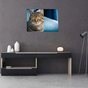 Tablou pe sticlă - Pisica domestică (70x50 cm)