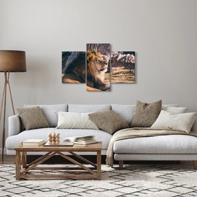 Tablou cu leul dormind (90x60 cm)