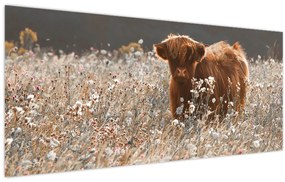 Tablou - Vacă scoțiană (120x50 cm)