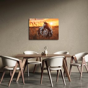 Tablou - Cal la Apus (70x50 cm)