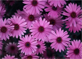 Tablou cu florile roz (70x50 cm)