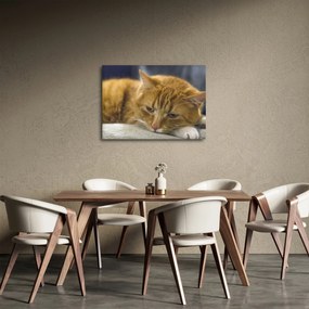 Tablou cu pisica (70x50 cm)