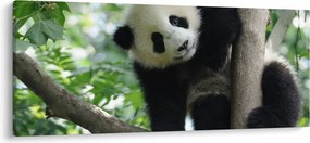 Tablou - Panda in copac (120x50 cm)