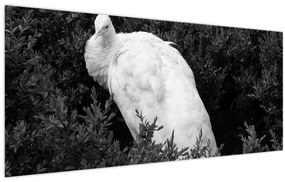Tablou - Păun,alb-negru (120x50 cm)