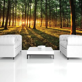 Fototapet - Razele prin pădure (152,5x104 cm)