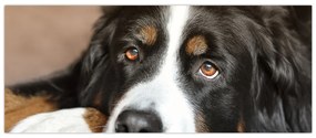 Tablou cu câine (120x50 cm)