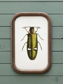 Set 9 tablouri cu insecte, cu rama din lemn de pin, Insects