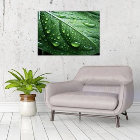 Tablou pe sticlă - Detaliu de frunze după ploaie (70x50 cm)