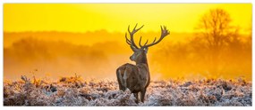Tablou - Cerb la răsăritul soarelui (120x50 cm)