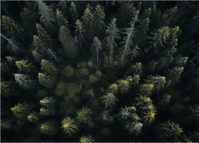 Tablou - Pădure (70x50 cm)