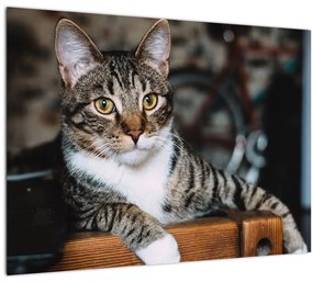 Tablou cu pisica (70x50 cm)