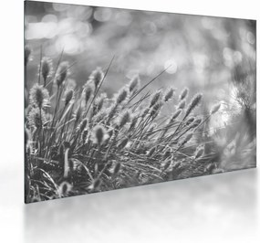 Tablou pe sticlă - Iarbă moale bej N⁰1 (70x50 cm)