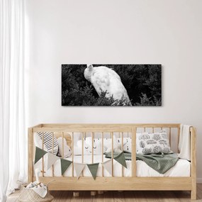 Tablou - Păun,alb-negru (120x50 cm)