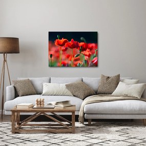 Tablou - flori de maci (70x50 cm)