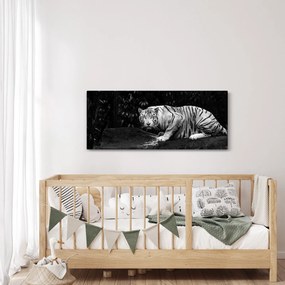 Tablou - Tigru alb, alb-negru (120x50 cm)