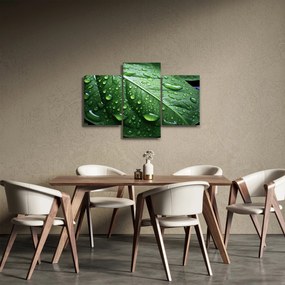Tablou - Detaliu de frunze după ploaie (90x60 cm)