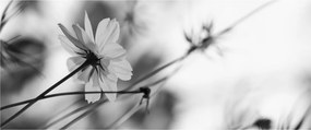 Tablou - Flori alb-negru (120x50 cm)