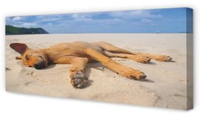 Tablouri canvas Minciuna plajă câine
