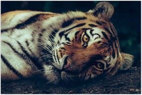 Tablou - Tigrul Siberian (90x60 cm)